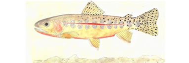 California  Golden Trout by Karen Talbot